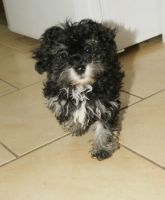 30.03.2017 BRZEZINY KALISKIE GMINA 73205 ♀