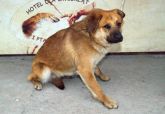 pies gmina sieradz 140307