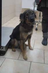 29.11.2019 PODDĘBICE GMINA 616093900800953 SAMICA