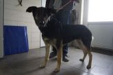 14.02.2020 PODDĘBICE GMINA 616093900800684 SAMICA