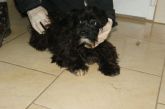 30.03.2017 BRZEZINY KALISKIE GMINA 72631 ♂