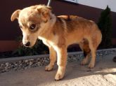 141026 kamieńsk pies 