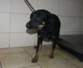 19.05.2018 WOLA KRZYSZTOPORSKA GMINA 616093900489974 SAMIEC