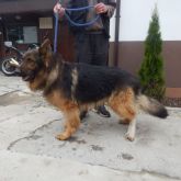 12.06.2015 Gmina Zgierz Samiec
