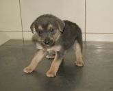 23.07.2018 PODDĘBICE GMINA 616093900492251 SAMICA