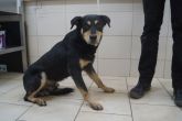 08.07.2019 PODDĘBICE GMINA 616093900800859 SAMIEC