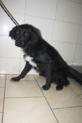 19.05.2018 WOLA KRZYSZTOPORSKA GMINA 616093900489904 SAMIEC