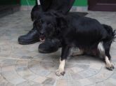 13.10.2016 WOLBÓRZ 71998 ♀