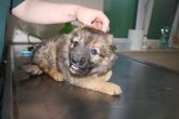 21.05.2018 OZORKÓW GMINA BRAK CHIP SAMICA