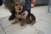 07.02.2019 BRĄSZEWICE GMINA 616093900489988 SAMICA