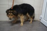 11.01.2019 WOLA KRZYSZTOPORSKA GMINA 616093900492014 SAMIEC