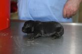 03.03.2017 OZORKÓW GMINA BRAK CHIP ♀