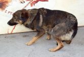  pies wola krzysztoporska 140306