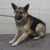 07.01.2019 TULISZKÓW GMINA 616093900491999 SAMICA