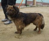 18.03.2019 WOLA KRZYSZTOPORSKA GMINA 616093900491994 SAMIEC