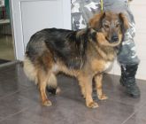 16.03.2017 MALANÓW GMINA 985111000509084 ♀