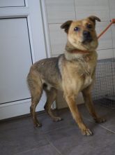28.03.2019 WOLA KRZYSZTOPORSKA GMINA 616093900490041 SAMIEC
