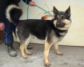 13.03.15 Sieradz gmina samiec 51191