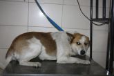 30.03.2018 RAWA MAZOWIECKA GMINA 616093900387073 SAMIEC