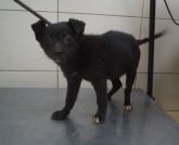 21.01.2019 OPATÓWEK GMINA 616093900492092 SAMICA