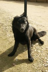 11.04.2017 TUREK GMINA 73237 ♂