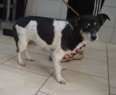 13.01.2020 KRZYŻANÓW GMINA 616093900800722 SAMICA