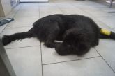 11.06.2019 WOLA KRZYSZTOPORSKA GMINA BRAK CHIP SAMICA