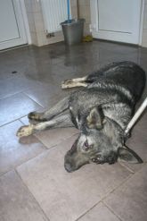 07.05.2018 JEŻÓW GMINA 616093900489987 SAMICA