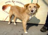 13.03.27 Sieradz miasto samiec 52395