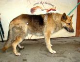 13.03.29 Budziszewice samiec 52732