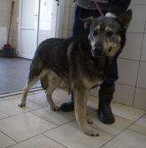 12.02.2020 DĄBROWA BISKUPIA GMINA 616093900941248 SAMIEC