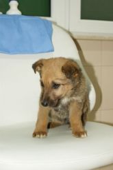 03.04.2017 SIERADZ GMINA 73351 ♂