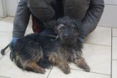 08.01.2020 WOLA KRZYSZTOPORSKA GMINA 616093900800742 SAMIEC