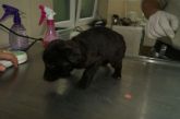 11.04.2017 TUREK GMINA BRAK CHIP, SZCZENIE ♀