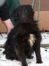 150126 zduńska wola g. pies 