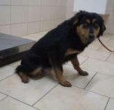 28.01.2020 PODDĘBICE GMINA 616093900800751 SAMICA
