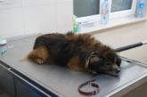 07.03.2017 BRZEZINY KALISKIE GMINA 73329 ♂