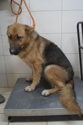 02.01.2019 GOSZCZANÓW GMINA 616093900491896 SAMICA