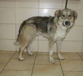 15.07.2019 BRĄSZEWICE GMINA 616093900800868 SAMIEC