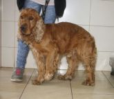 25.06.2018 PAJĘCZNO GMINA 616093900489814 SAMIEC