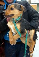 13.03.08 Warta samiec 51179