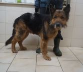 31.01.2019 MALANÓW GMINA 616093900490090 SAMIEC
