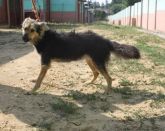 19.07.2019 PODDĘBICE GMINA 616093900800743 SAMICA