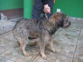 02.12.2016 PABIANICE 71774 ♀