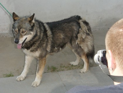 Wilk w schronisku.
