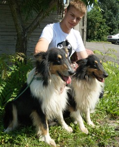 Collie do adopcji.