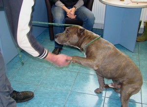 Uprzejmy amstaff.