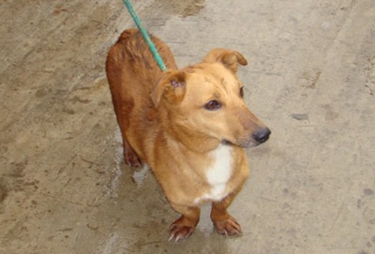 Sylwia pomoże w adopcji