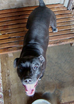 Niebezpieczny amstaff