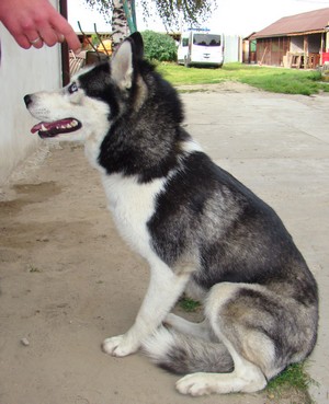 Husky z Cyprianowa.